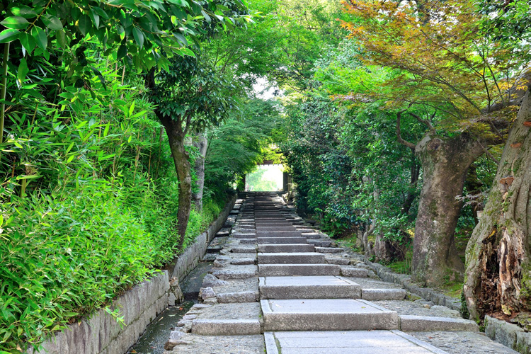 写真:新緑が美しい高台寺への道